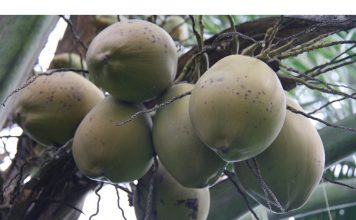 PPBBI Mengembangkan Teknik Kultur Jaringan Kelapa Kopyor yang Dapat Menghasilkan 99,99% Buah Kopyor
