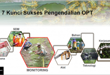 #KlinikSawit: Kunci Sukses Pengendalian UPDKS (Ulat Pemakan Daun Kelapa Sawit)