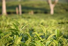 PT RPN – PPTK Akan Selenggarakan Webinar untuk Meningkatkan Kinerja Agroindustri Teh dan Konsumsi Teh dalam Negeri