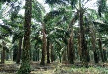 Implikasi Diberlakukannya UU Cipta Kerja pada Sektor Perkebunan