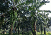 Undang-Undang Cipta Kerja Disahkan! Bagaimana Kaitannya dengan Sektor Perkebunan?