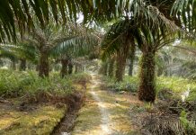 Hari Sawit Nasional: Momentum Pengembangan Kelapa Sawit Indonesia